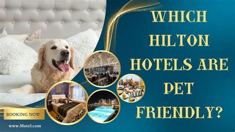 pet friendly hilton hotels|pet friendly hilton hotel chains.
